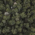 full-frame-shot-trees-growing-outdoors