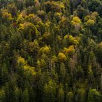 A high angle shot of a beautiful forest with autumn-colored trees