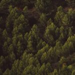 high-view-shot-evergreen-trees-background